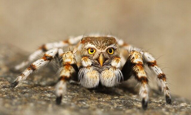 Jak odróżnić podróbkę torebki Louis Vuitton?