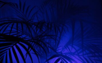 Jak nazywają się krótkie legginsy?