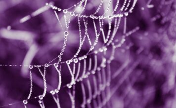 Po czym poznać że torebka jest oryginalna?