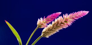 Jaki grzebień do cienkich włosów?