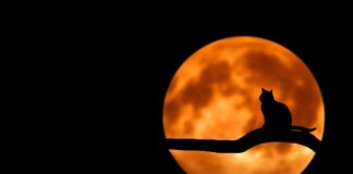 Z czym nosić czarne legginsy?